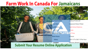 farm-work-in-canada-for-jamaicans